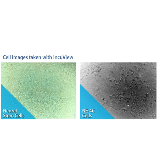 Benchmark Scientific SureTherm CO2 Incubator Cell Images With IncuView Neutral Stem Cells NE 4C Cells View